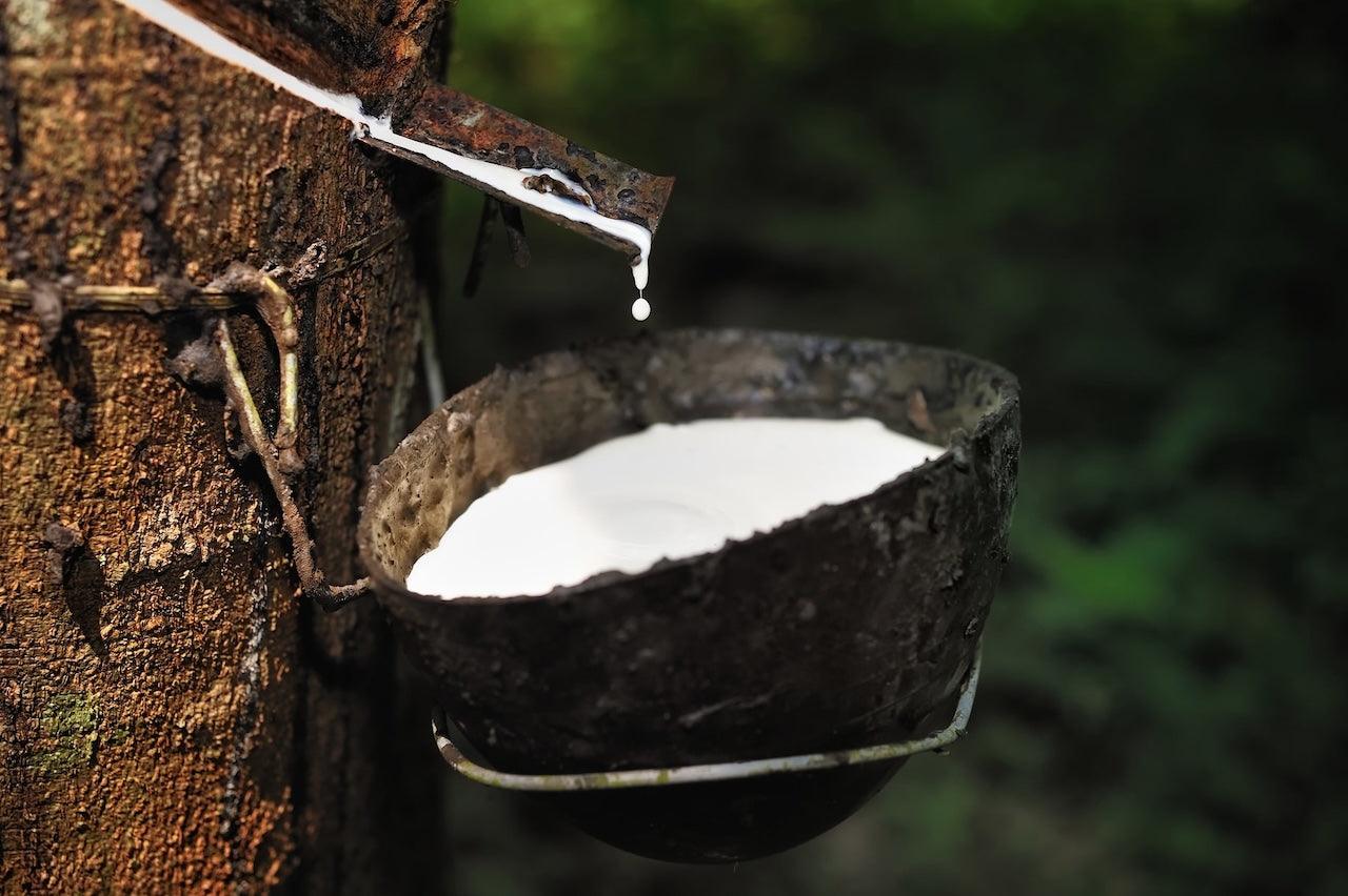 natural-rubber-tree-latex - AVALATO