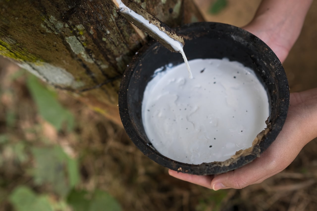 hands collecting eco friendly latex with care from natural rubber tree