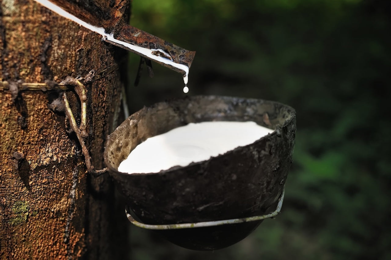 collecting eco friendly latex from natural rubber tree