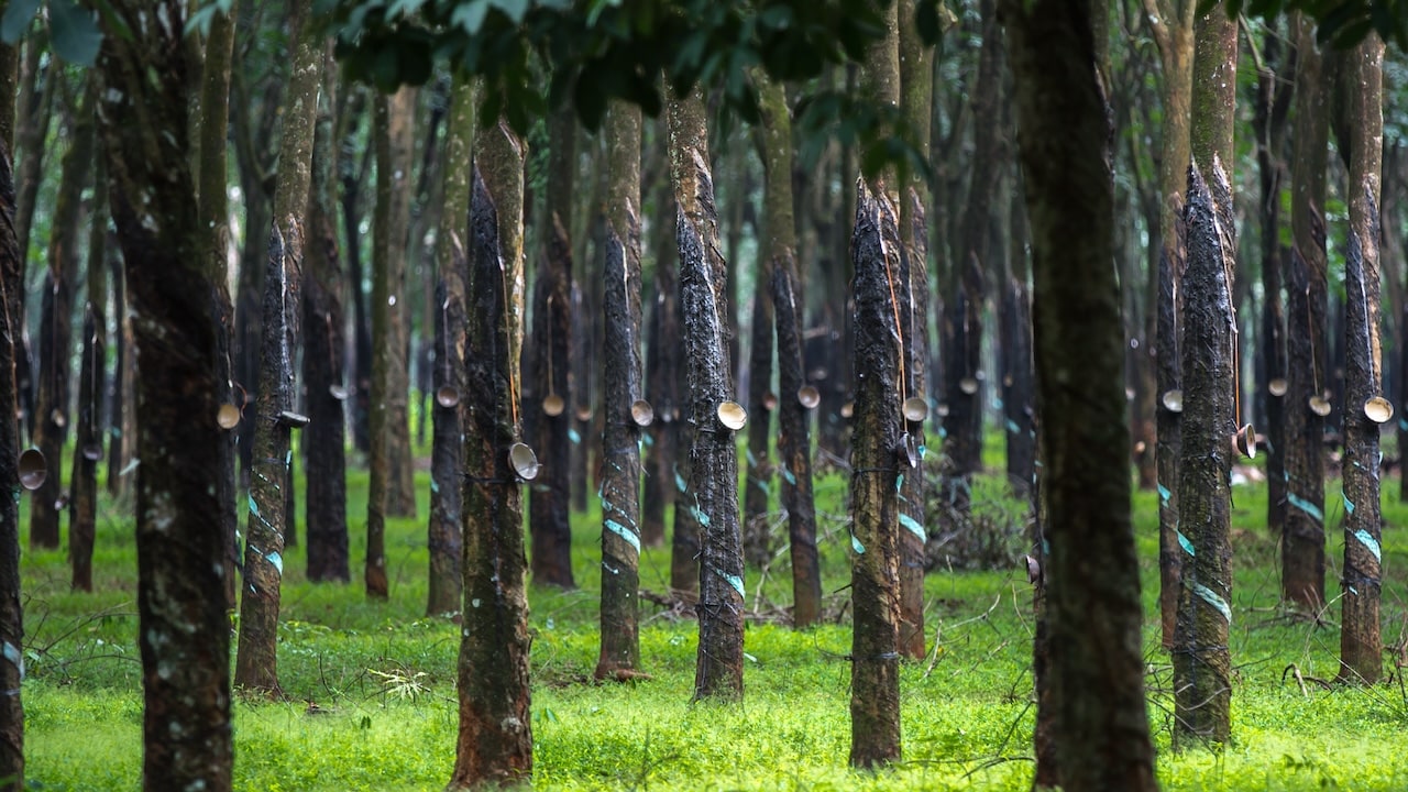 forest of natural rubber trees collecting latex